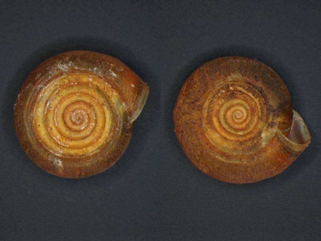 Bathyomphalus contortus